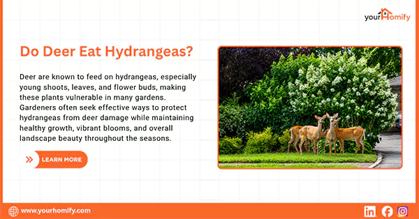Do Deer Eat Hydrangeas
