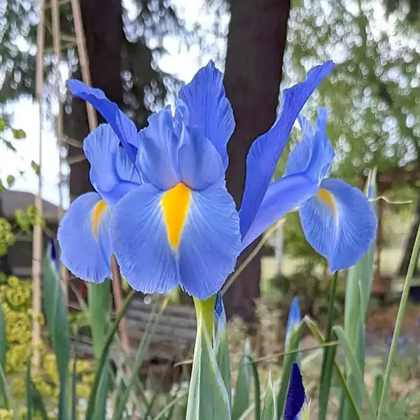Dutch Iris