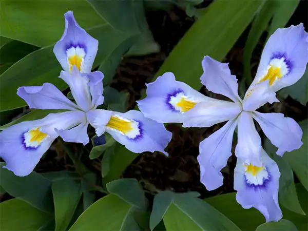 Dwarf Crested Iris