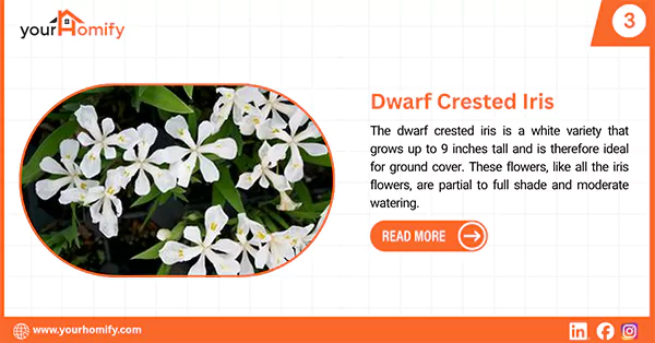 Dwarf crested iris