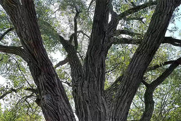 Eastern Cottonwood