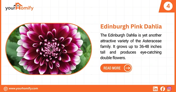 Edinburgh Pink Dahlia