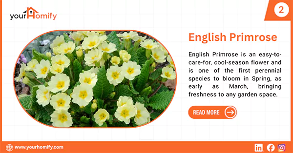 English Primrose