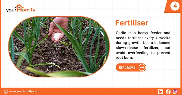 Fertiliser for garlic