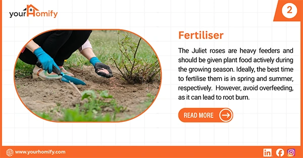 Fertilising Juliet roses