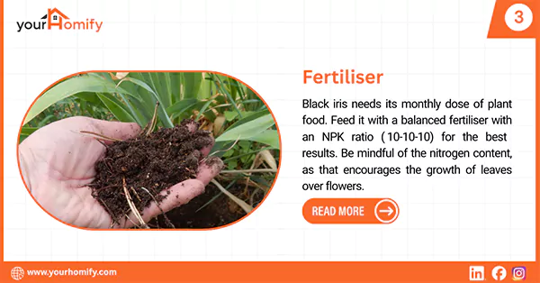 Fertilising black iris
