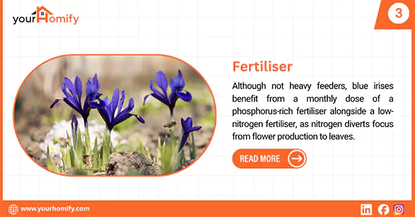 Fertilising blue iris
