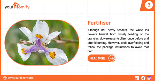 Fertilising white iris