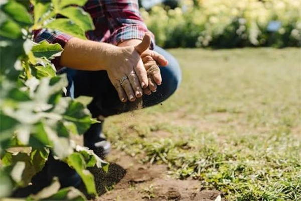 Fertilizing Dahlia