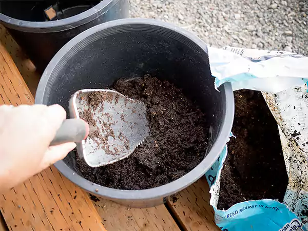 Fill pots with garden soil