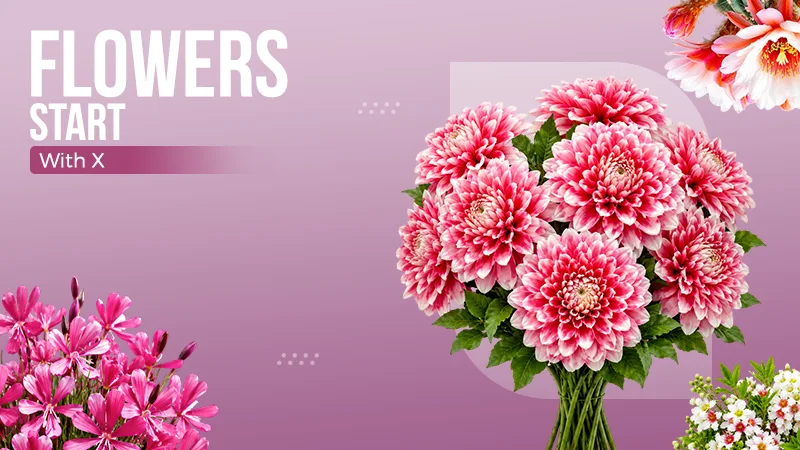 Flower start with x