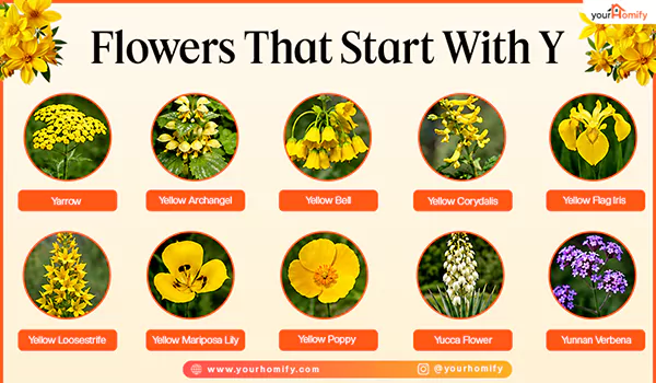 Flowers that start with Y