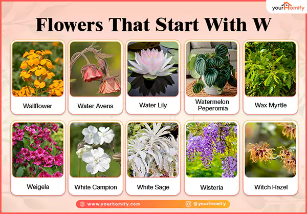 Flowers that start with w