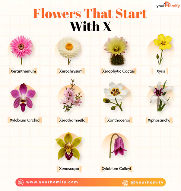 Flowers that start with x