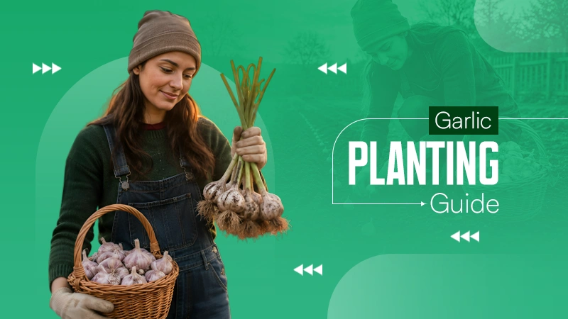 Garlic Planting Guide