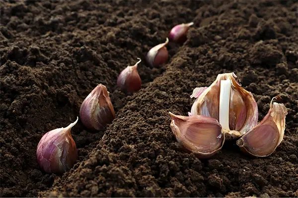 Garlic in the soil