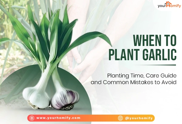 Garlic