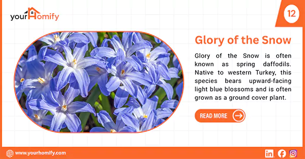 Glory of the Snow