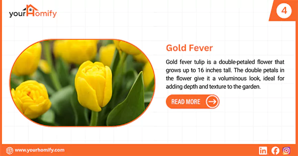 Gold fever tulip