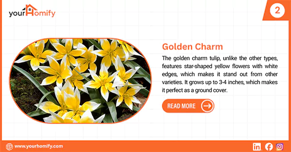 Golden charm tulip