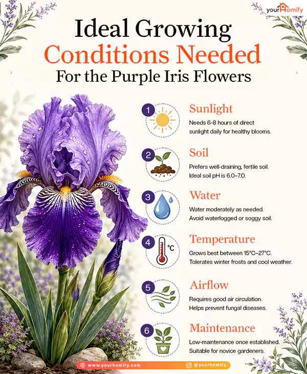 Growing Conditions Needed for the Purple iris flower