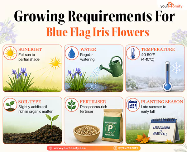 Growing Requirements for blue iris flowers