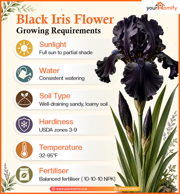 Growing requirements of black iris flower