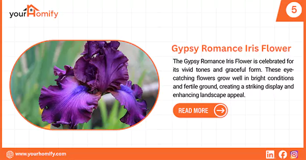 Gypsy Romance Iris Flower