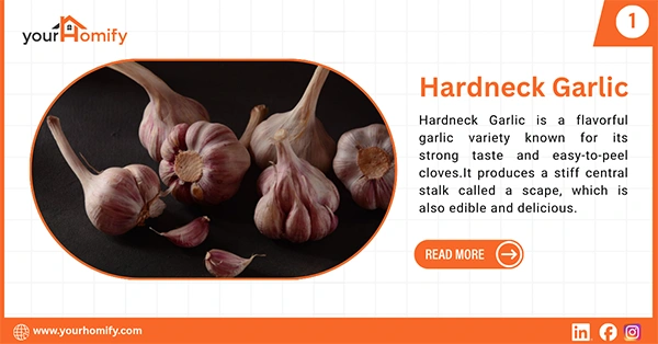Hardneck garlics