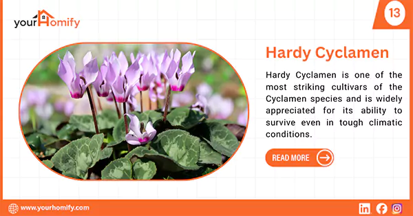 Hardy Cyclamen