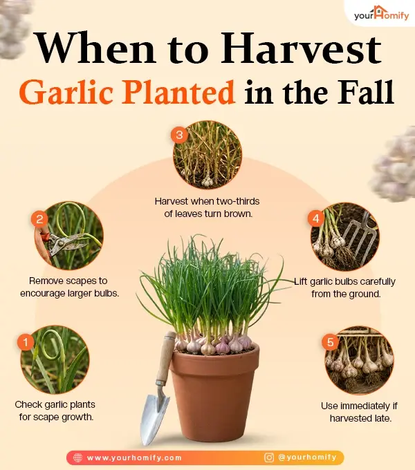 Harvest Fall-Planted Garlic