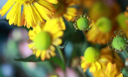 Helenium flowers featured