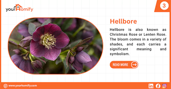 Hellbore