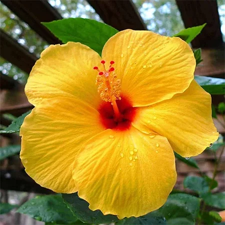 Hibiscus
