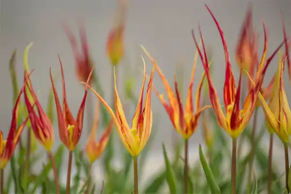 Horned Tulip
