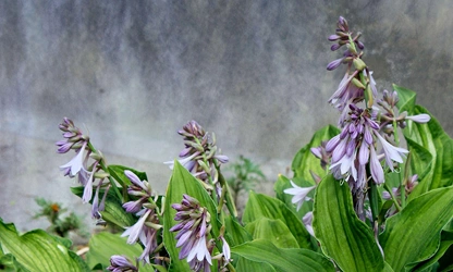 Hosta flowers-gallery-1