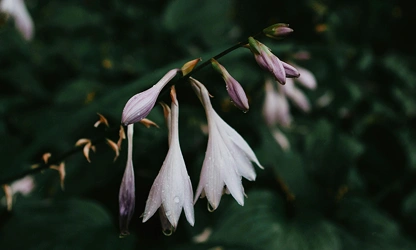 Hosta flowers-gallery-10