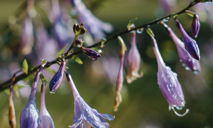Hosta flowers-gallery-11
