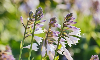Hosta flowers-gallery-12