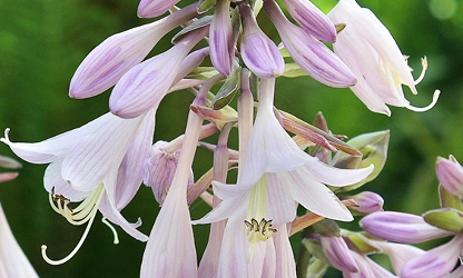 Hosta flowers-gallery-13