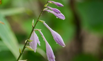 Hosta flowers-gallery-15