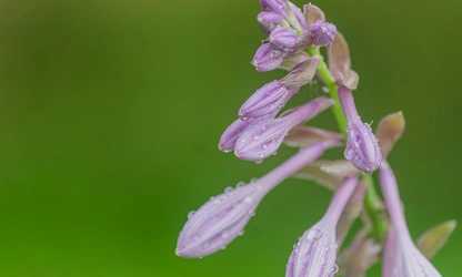 Hosta flowers-gallery-16