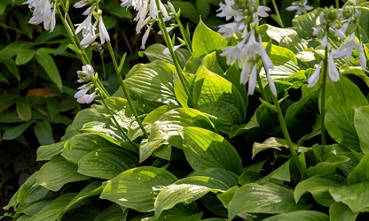 Hosta flowers-gallery-2