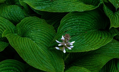 Hosta flowers-gallery-3