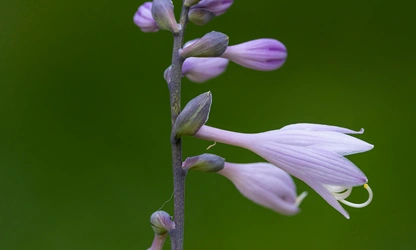 Hosta flowers-gallery-5