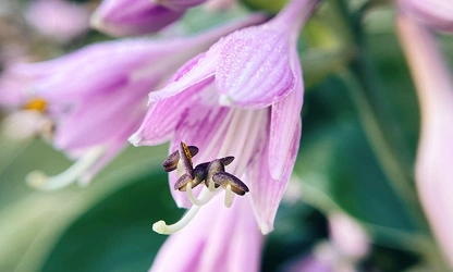 Hosta flowers-gallery-7