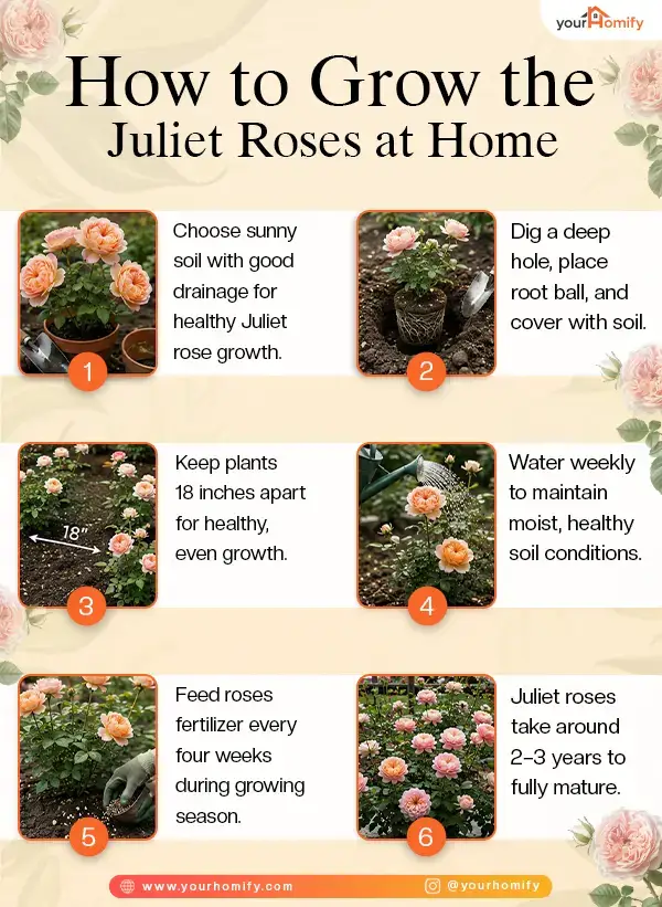 How To Grow juliet rose