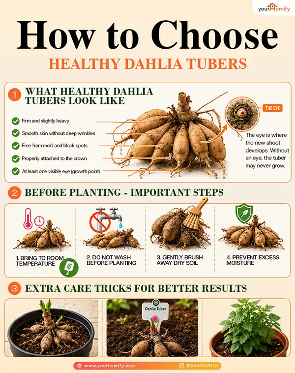 How to Choose Healthy Dahlia Tubers