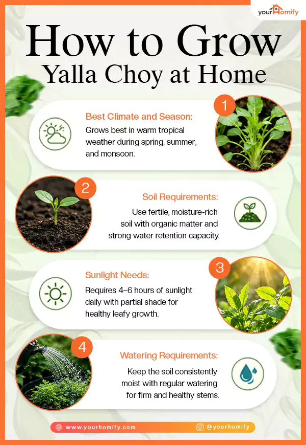 How to Grow Yalla Choy