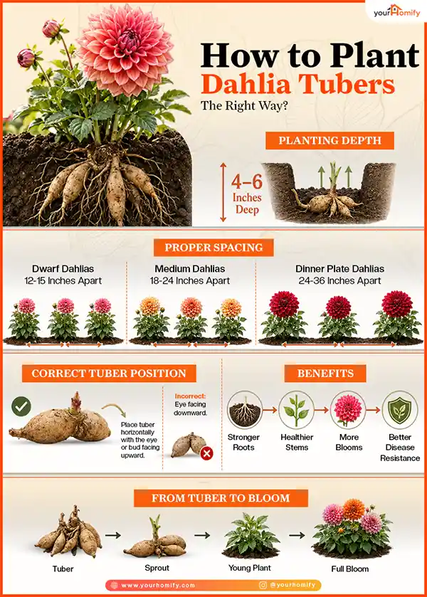 How to Plant Dahlia Tubers the Right Way